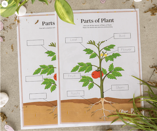 Parts of Plant - Free Downloads